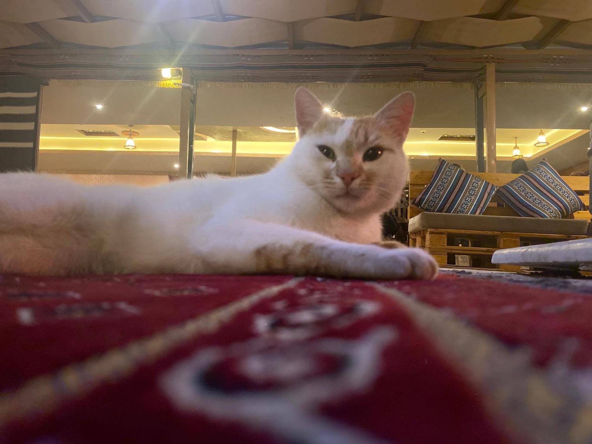 Petra Wassaif Camp Hotel Wadi Musa Buitenkant foto